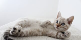 Les llars de Mollet incrementen els animals domèstics i ja n’hi ha gairebé 5.000 de censats photo of grey tabby kitten lying down