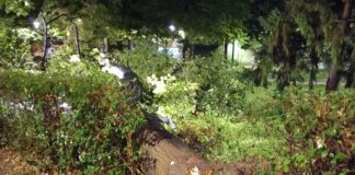 Les fortes pluges que van caure sobre Mollet van malmetre diversos arbres