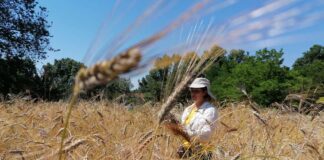 Territori comença a demanar als pagesos de Gallecs la regularització dels conreus