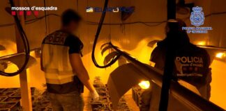 Cau una organització criminal albanesa que tenia una plantació de marihuana a Mollet