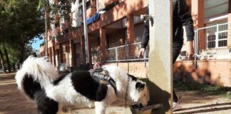 Mollet inicia la prova pilot per instal·lar abeuradors per a gossos