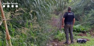 Una persona denunciada pels agents rurals per un delicte contra la fauna a l’espai natural de Gallecs