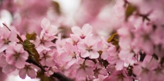 Dues dones pink cherry blossoms
