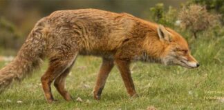 Un estudi posa al descobert que al parc dels Pinetons hi viuen 124 espècies animals