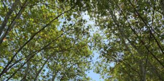 Els Castellers de Mollet descarreguen a la Festa Major de Gallecs el seu castell de set número 100