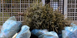 L’Ajuntament de Mollet recull a domicili els arbres i plantes de Nadal que no es volen conservar