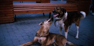 La Policia Municipal de Mollet ha interposat 144 denúncies relacionades amb la nova Ordenança d’Animals de Companyia