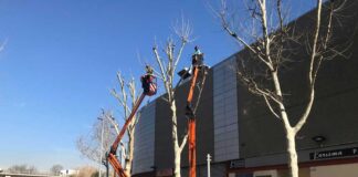 L’Ajuntament de Mollet preveu podar uns 2000 arbres aquest hivern