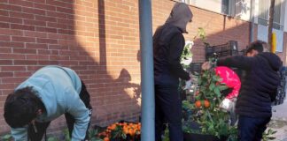 Es recullen més de 3.300 taronges del carrer de Santa rosa que es tornaran a transformar en melmelada