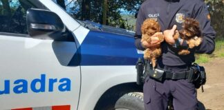 Denunciats dos homes a Mollet per transportar gossos des de Moldàvia